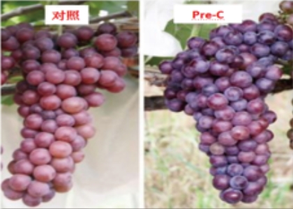 Pre-c对于葡萄生长有哪些功效.jpg