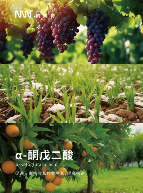 α- 酮戊二酸在农业土壤改良剂中的应用效果探究 