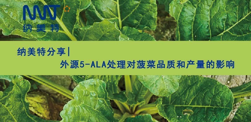 外源5-ALA处理对菠菜品质和产量的影响