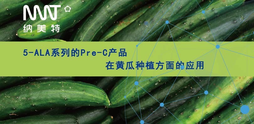 5-ALA系列的Pre-C产品在黄瓜种植方面的应用