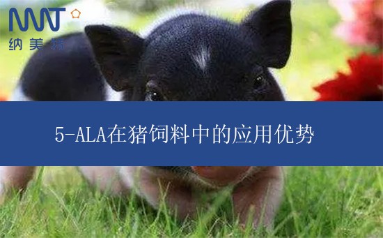 5-ALA在猪饲料中的应用优势