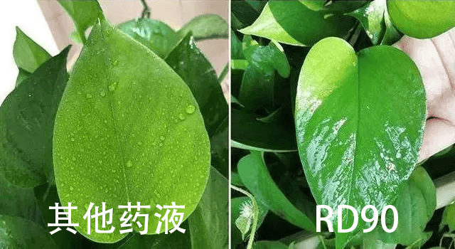 “网红”橙皮精油被查处？ 更好的肥料助剂—RD90，已被认证...